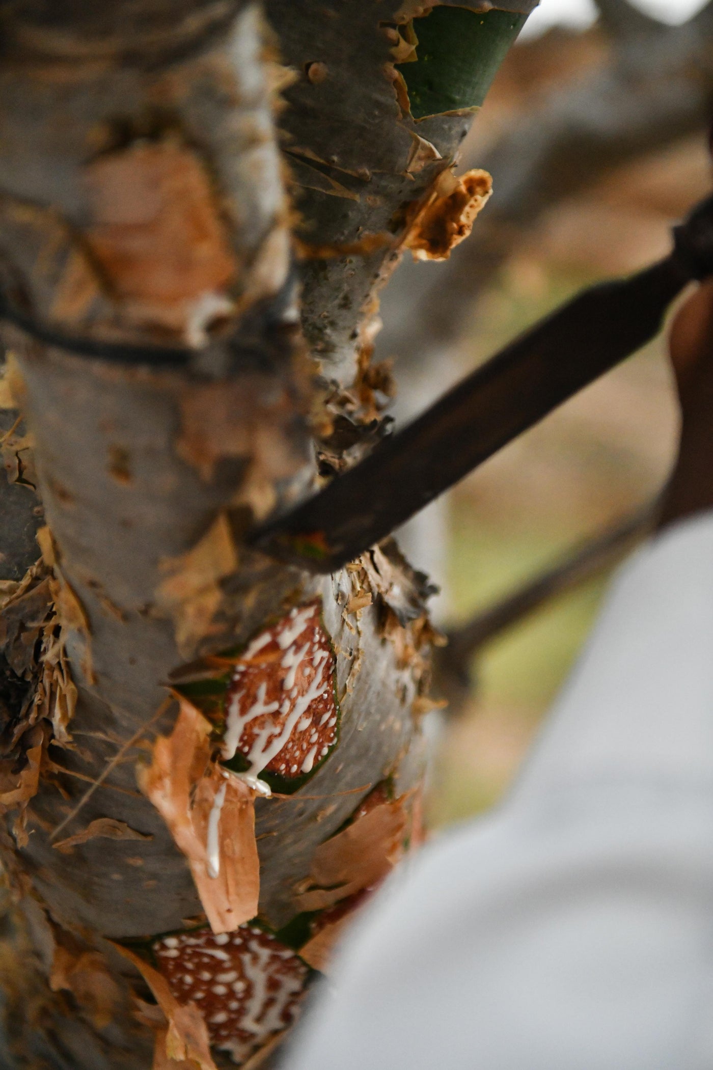 Frankincense, the pearl of the desert