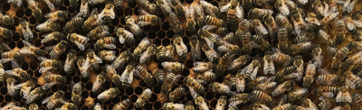 Celebrating 10 years of Bee Lovely