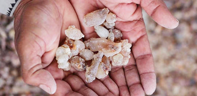 Botanicals, Unearthed: Frankincense